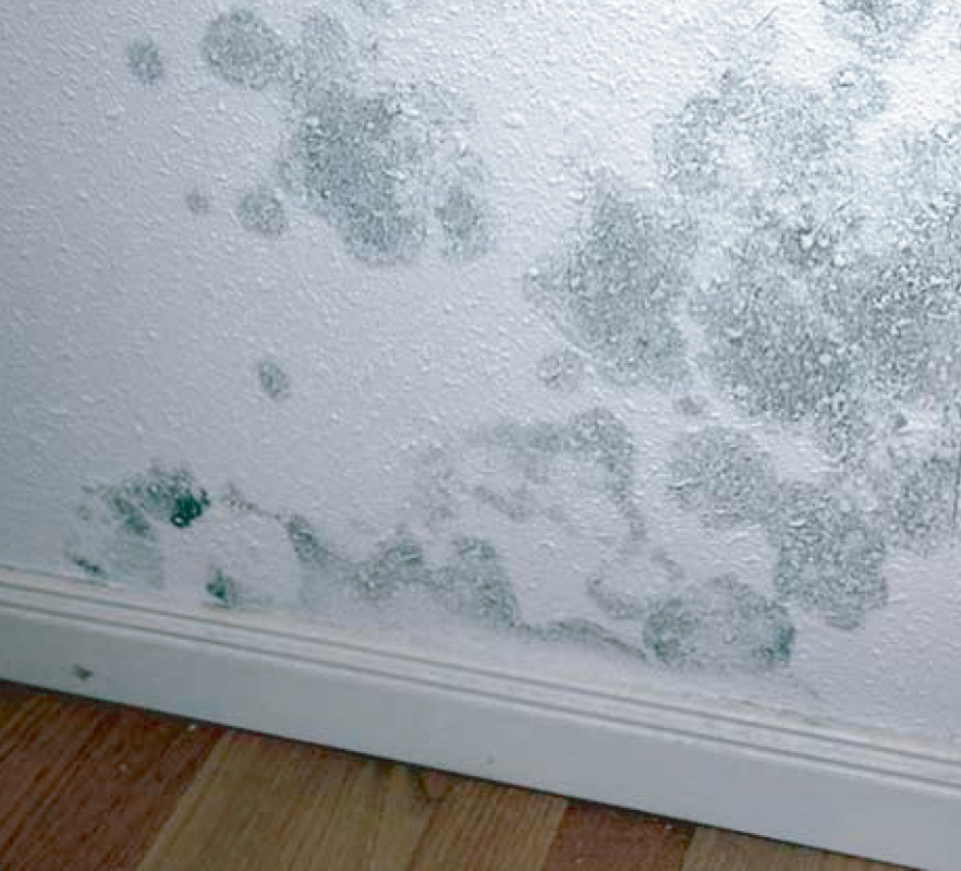 Qué es la humedad en las paredes, que tipos hay y cómo evitarlas? - IPE  Control